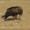 Aquila pomarina - foto Ervin Hrtan